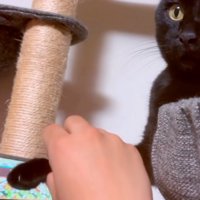 少し上を向く猫