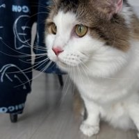向かって左側を見ている猫