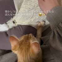 赤ちゃんを寝かしつける子猫