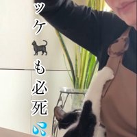 人の膝の上に乗っている猫