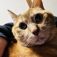 抱っこされる猫