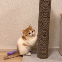 爪とぎポールの前の猫
