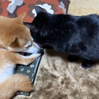 上から