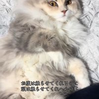 仰向けの猫