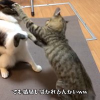 飛びつく猫