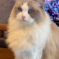 テーブルの上の猫