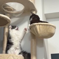 威嚇する猫と見つめる猫3