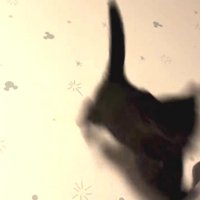 ジャンプする子猫