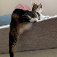 段差を上る途中で左足だけ伸ばして後ろを振り返る猫