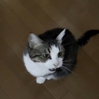 パパにサイレントニャーするキジ白猫