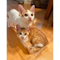室内にいる猫