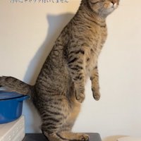 立ち上がる猫