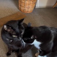 並んで座っている2匹の猫