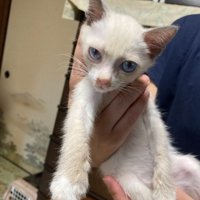 白い子猫