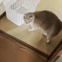 カゴとひのきちゃん