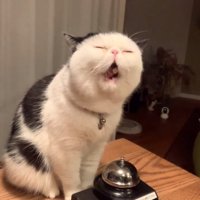 おやつを食べる猫