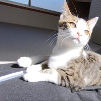 パパさんのお腹の上でひなたぼっこする猫ちゃん