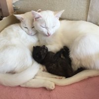 寄り添う2匹の白猫と真ん中で守られているサビ猫の子猫