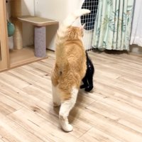 むぎくんの後ろ姿