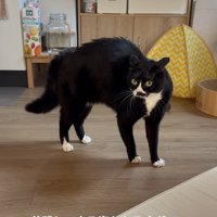 やんのかステップをする猫
