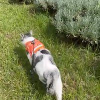 散歩する猫の後ろ姿