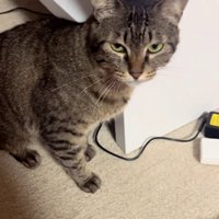 睨む猫