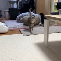 歩いてくる姿