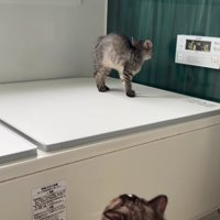 壁に向かって威嚇をしている子猫の横姿（頭カメラ側）