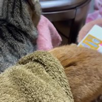 もぐる月ちゃん