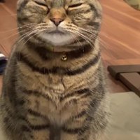 目をつぶる猫