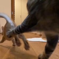 追いかけっこする2匹2