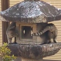 灯籠を囲んで追いかけっこをする2頭の猫