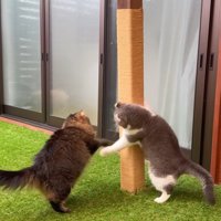 柱を守るもすけくん