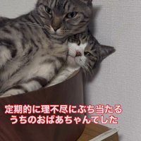 猫用ベッドの中の2匹の猫