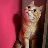 見上げる茶トラ