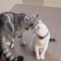 鼻をよせる猫とアメリカンカールの猫