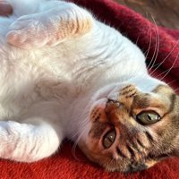 寝転んでいる人懐っこい三毛猫