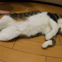 仰向けに寝ている猫と子供の足
