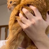 男の子に抱き上げられて周囲を見まわす茶トラ猫