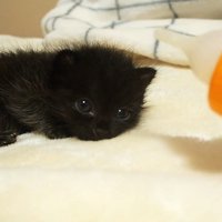 哺乳瓶を見る子猫