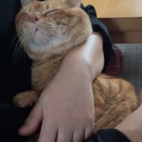 ゴロゴロ鳴く猫