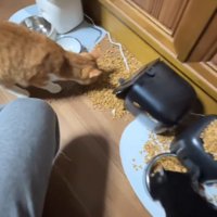 黙々と床に落ちたごはんを食べる猫たち