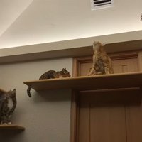 集まってくる猫たち