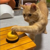 呼び出しベルを鳴らしている猫