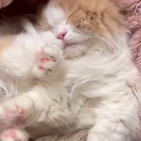 斜め下を向いて寝ている猫