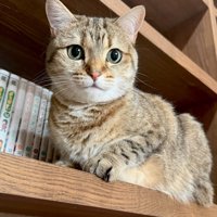 本棚のしまちゃん