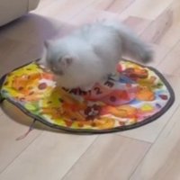 自動猫じゃらしの上でバランスを取るミヌエット