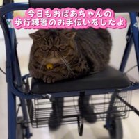 歩行器に乗る猫