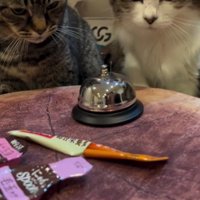 ベルを見る2匹の猫