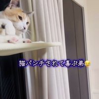 弟を見る三毛猫